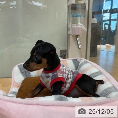 ミニチュア・ピンシャーの写真