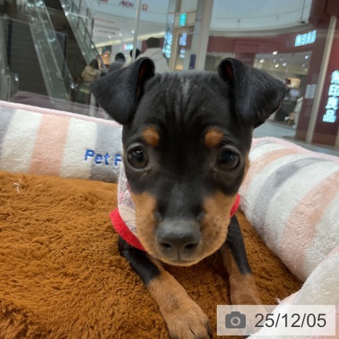 ミニチュア・ピンシャーの写真