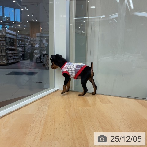 ミニチュア・ピンシャーの写真