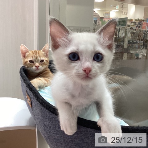 埼玉県のラグドール (ペットプラス ピオニウォーク東松山店/2025年9月22日生まれ/男の子/ブルーポイントバイカラー)の子猫の4枚目の画像