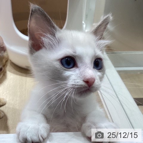 埼玉県のラグドール (ペットプラス ピオニウォーク東松山店/2025年9月22日生まれ/男の子/ブルーポイントバイカラー)の子猫の3枚目の画像