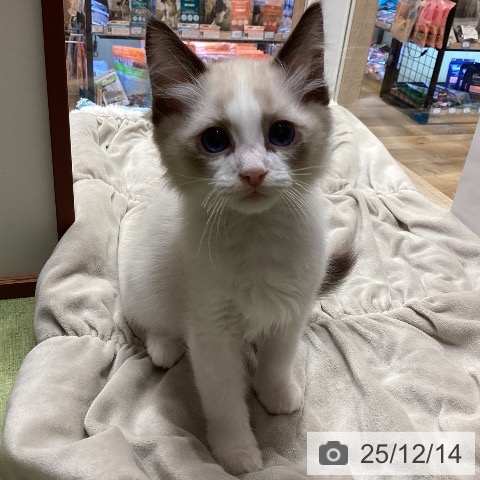 埼玉県のラグドール (ペットプラス 八潮店/2025年9月27日生まれ/男の子/シールポイントバイカラー)の子猫の3枚目の画像