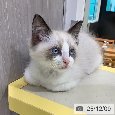 ラグドールの写真