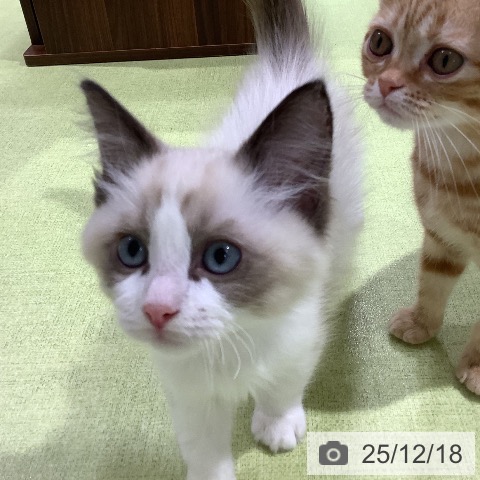 長野県のラグドール (ペットプラス 松本店/2025年9月27日生まれ/男の子/シールポイントバイカラー)の子猫の3枚目の画像