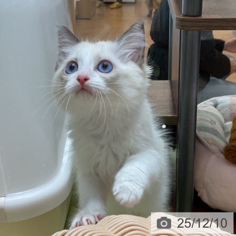 ラグドールの写真