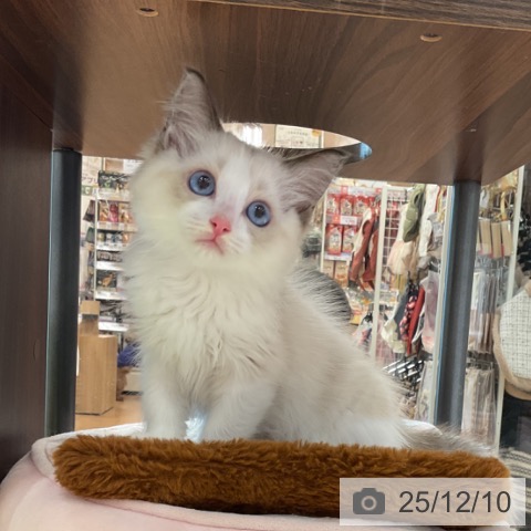 ラグドールの写真