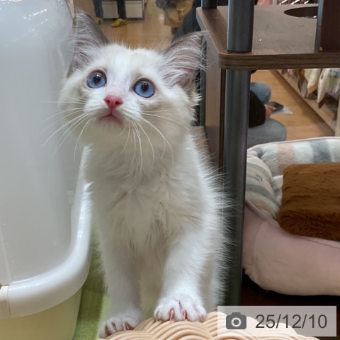 ラグドールの写真