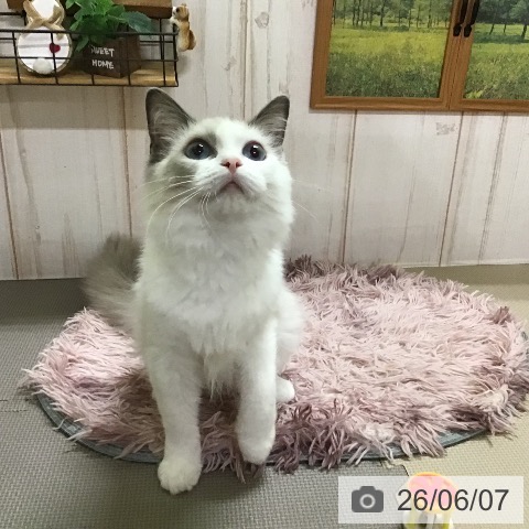 ラグドールの写真