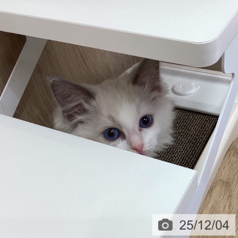 ラグドールの写真