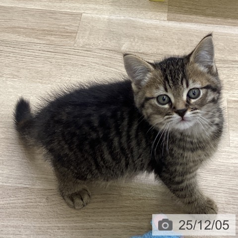 ミヌエットの写真