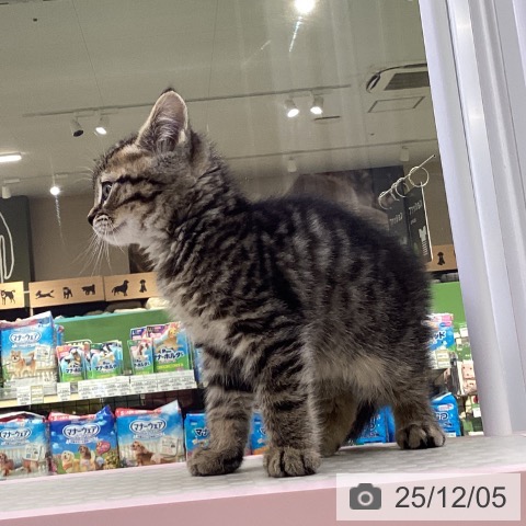 ミヌエットの写真