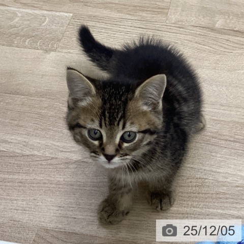 ミヌエットの写真