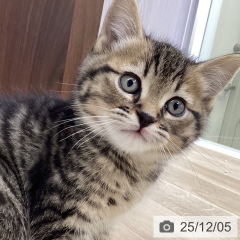 ミヌエットの写真