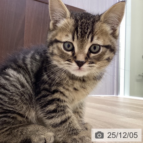 ミヌエットの写真