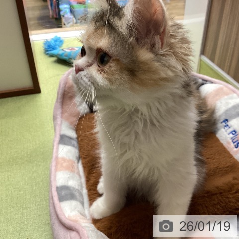 埼玉県のミヌエット (ペットプラス 八潮店/2025年10月1日生まれ/女の子/ブラウンパッチドタビーホワイト)の子猫の3枚目の画像