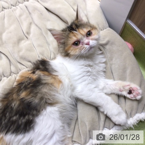 埼玉県のミヌエット (ペットプラス 八潮店/2025年10月1日生まれ/女の子/ブラウンパッチドタビーホワイト)の子猫の3枚目の画像