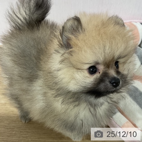 長野県のポメラニアン (ペットプラス 長野店/2025年9月27日生まれ/男の子/クリームセーブル)の子犬の4枚目の画像