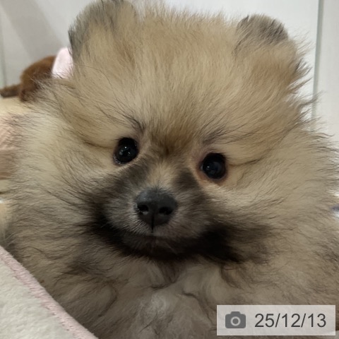 長野県のポメラニアン (ペットプラス 長野店/2025年9月27日生まれ/男の子/クリームセーブル)の子犬の3枚目の画像