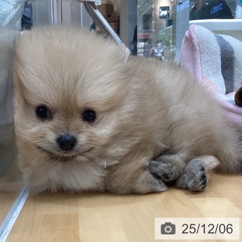 長野県のポメラニアン (ペットプラス 松本店/2025年9月27日生まれ/女の子/クリーム)の子犬の4枚目の画像