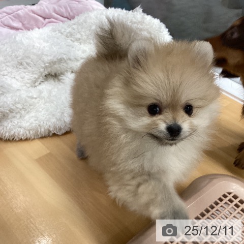長野県のポメラニアン (ペットプラス 松本店/2025年9月27日生まれ/女の子/クリーム)の子犬の3枚目の画像