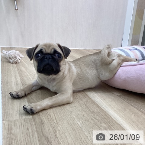 群馬県のパグ (ペットプラス 前橋店/2025年10月4日生まれ/女の子/フォーン)の子犬の4枚目の画像