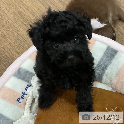 埼玉県のトイプードル(トイ) (ペッツワン 吉川美南店/2025年10月3日生まれ/女の子/ブラック)の子犬の4枚目の画像