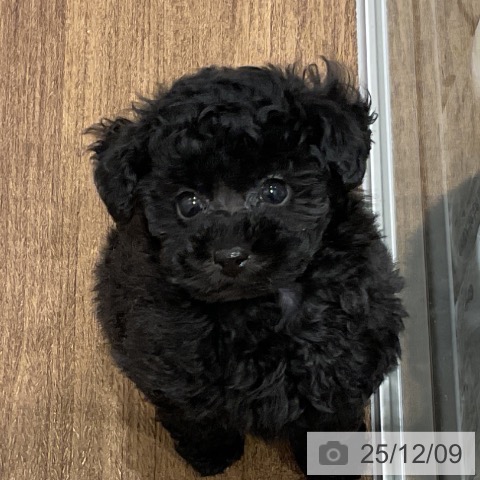 埼玉県のトイプードル(トイ) (ペッツワン 吉川美南店/2025年10月3日生まれ/女の子/ブラック)の子犬の3枚目の画像