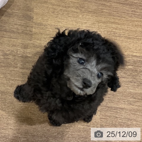 埼玉県のトイプードル(トイ) (ペッツワン 吉川美南店/2025年10月3日生まれ/女の子/グレー)の子犬の4枚目の画像