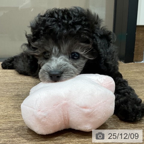 埼玉県のトイプードル(トイ) (ペッツワン 吉川美南店/2025年10月3日生まれ/女の子/グレー)の子犬の3枚目の画像