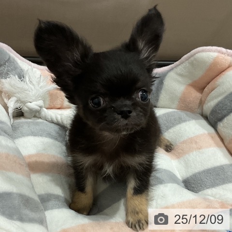 埼玉県のチワワ(ロング) (ペッツワン 吉川美南店/2025年10月3日生まれ/男の子/ブラックタン)の子犬の4枚目の画像