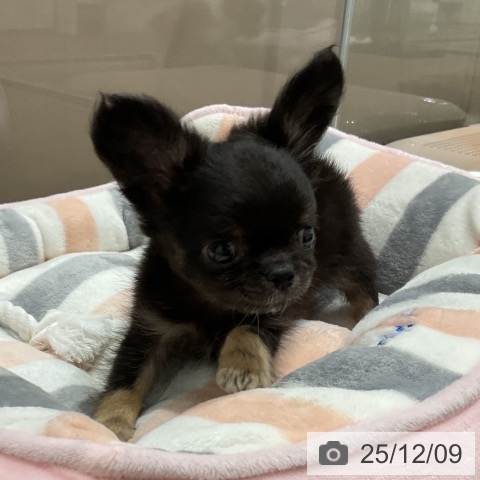 埼玉県のチワワ(ロング) (ペッツワン 吉川美南店/2025年10月3日生まれ/男の子/ブラックタン)の子犬の3枚目の画像