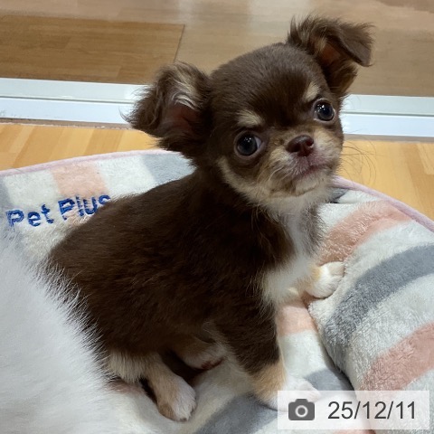 埼玉県のチワワ(ロング) (ペットプラス 与野店/2025年10月3日生まれ/女の子/チョコレートタンホワイト)の子犬の4枚目の画像