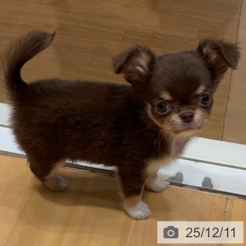 埼玉県のチワワ(ロング) (ペットプラス 与野店/2025年10月3日生まれ/女の子/チョコレートタンホワイト)の子犬の3枚目の画像