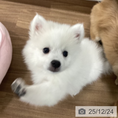 茨城県の日本スピッツ (ペッツワン つくば店/2025年9月30日生まれ/男の子/ホワイト)の子犬の4枚目の画像