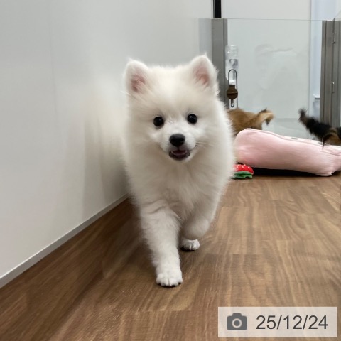 茨城県の日本スピッツ (ペッツワン つくば店/2025年9月30日生まれ/男の子/ホワイト)の子犬の3枚目の画像
