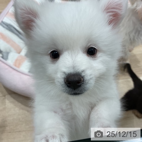 群馬県の日本スピッツ (ペットプラス イオンモール太田店/2025年10月1日生まれ/男の子/ホワイト)の子犬の3枚目の画像