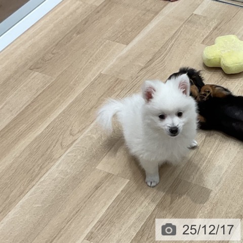 群馬県の日本スピッツ (ペットプラス イオンモール太田店/2025年10月1日生まれ/男の子/ホワイト)の子犬の3枚目の画像