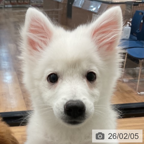 埼玉県の日本スピッツ (ペッツワン 新座店/2025年10月1日生まれ/男の子/ホワイト)の子犬の4枚目の画像