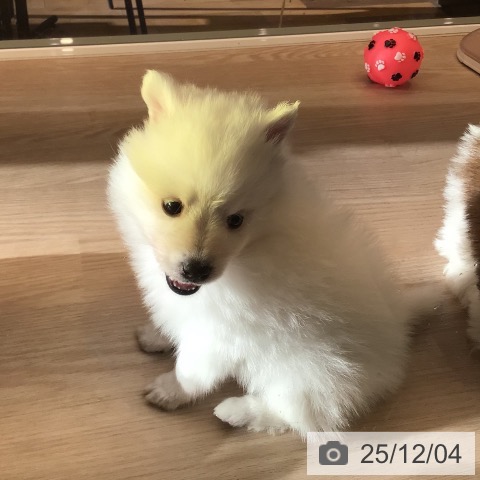千葉県の日本スピッツ (ペットプラス 幕張新都心店/2025年10月1日生まれ/男の子/ホワイト)の子犬の3枚目の画像