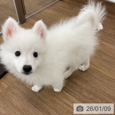千葉県の日本スピッツ (ペッツワン 千葉ニュータウン店/2025年10月1日生まれ/男の子/ホワイト)の子犬の3枚目の画像
