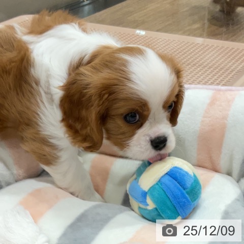 埼玉県のキャバリアキングチャールズスパニエル (ペッツワン 吉川美南店/2025年9月30日生まれ/男の子/ブレンハイム)の子犬の4枚目の画像