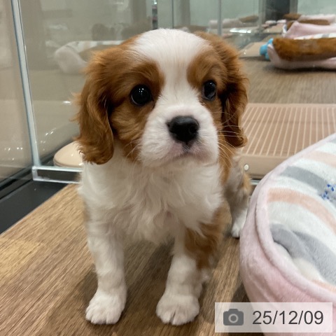 埼玉県のキャバリアキングチャールズスパニエル (ペッツワン 吉川美南店/2025年9月30日生まれ/男の子/ブレンハイム)の子犬の3枚目の画像