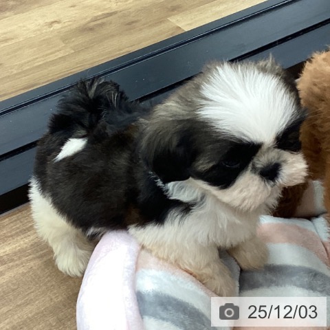 シー・ズーの写真