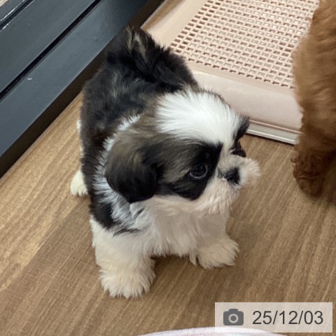 シー・ズーの写真