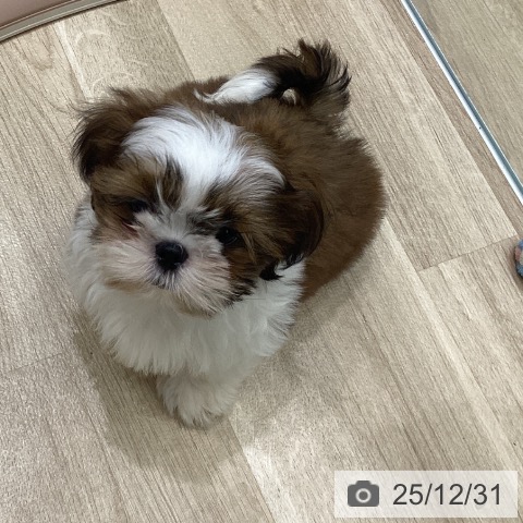 岩手県のシーズー (ペットプラス 盛岡南店/2025年10月4日生まれ/男の子/ホワイトゴールド)の子犬の4枚目の画像