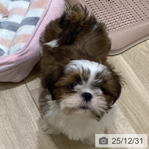 岩手県のシーズー (ペットプラス 盛岡南店/2025年10月4日生まれ/男の子/ホワイトゴールド)の子犬の3枚目の画像