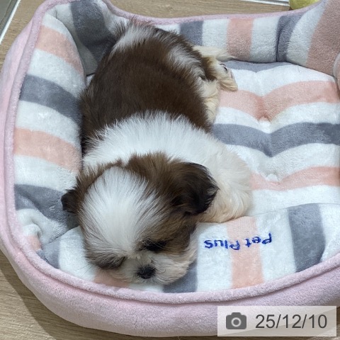 岩手県のシーズー (ペットプラス 盛岡南店/2025年10月4日生まれ/女の子/ホワイトゴールド)の子犬の3枚目の画像