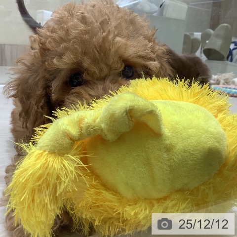 埼玉県のトイプードル(トイ) (ペットプラス クレアモール川越店/2025年10月4日生まれ/男の子/アプリコット)の子犬の4枚目の画像