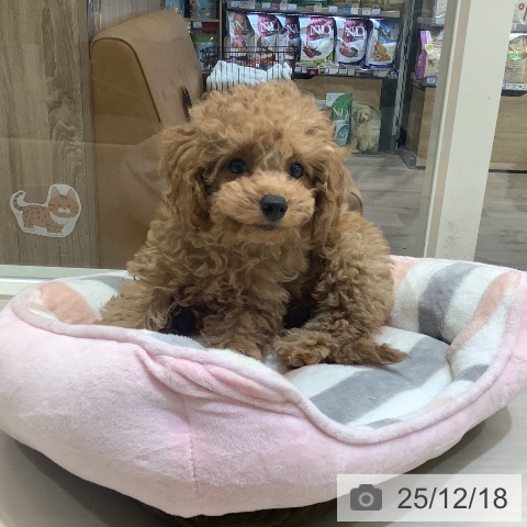 埼玉県のトイプードル(トイ) (ペットプラス クレアモール川越店/2025年10月4日生まれ/男の子/アプリコット)の子犬の4枚目の画像