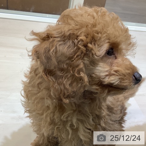 埼玉県のトイプードル(トイ) (ペットプラス クレアモール川越店/2025年10月4日生まれ/男の子/アプリコット)の子犬の4枚目の画像